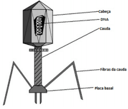 Question illustration