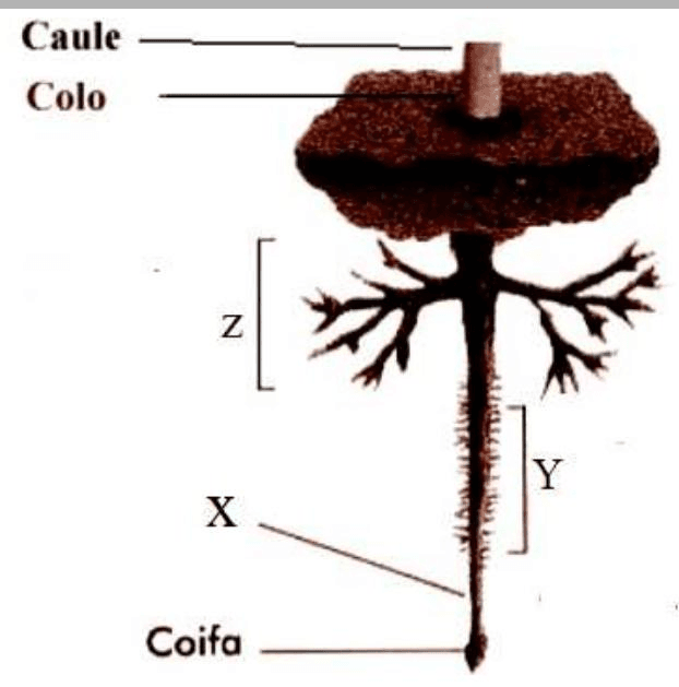 Question illustration