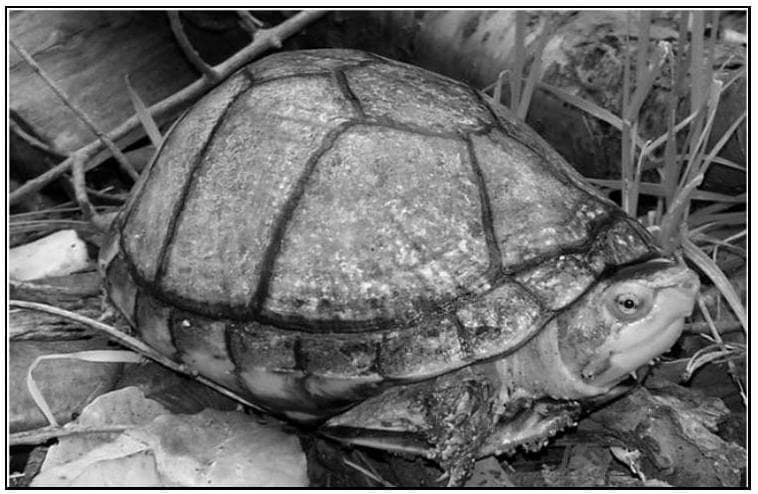 Question illustration