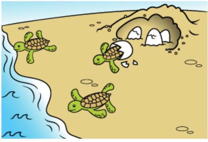 Question illustration