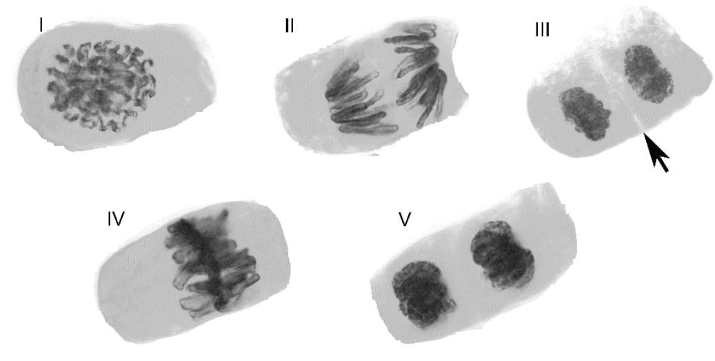 Question illustration